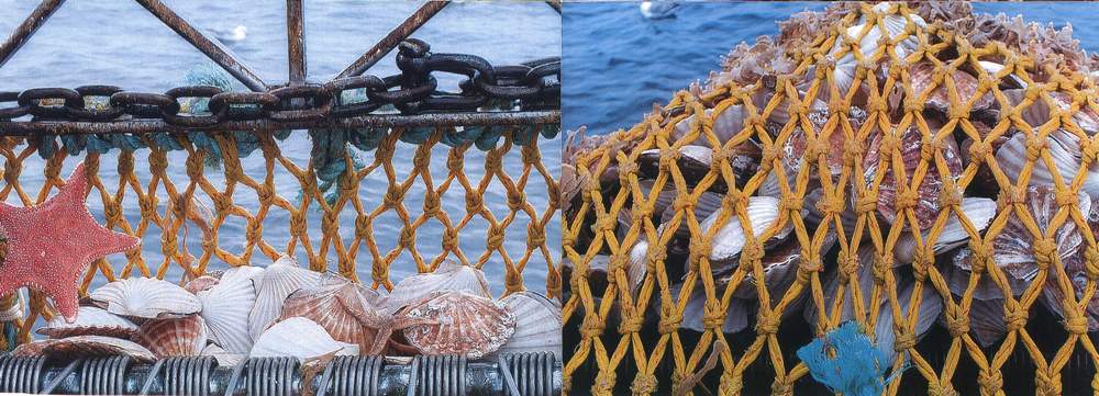 N-virodredge Scallop Catches